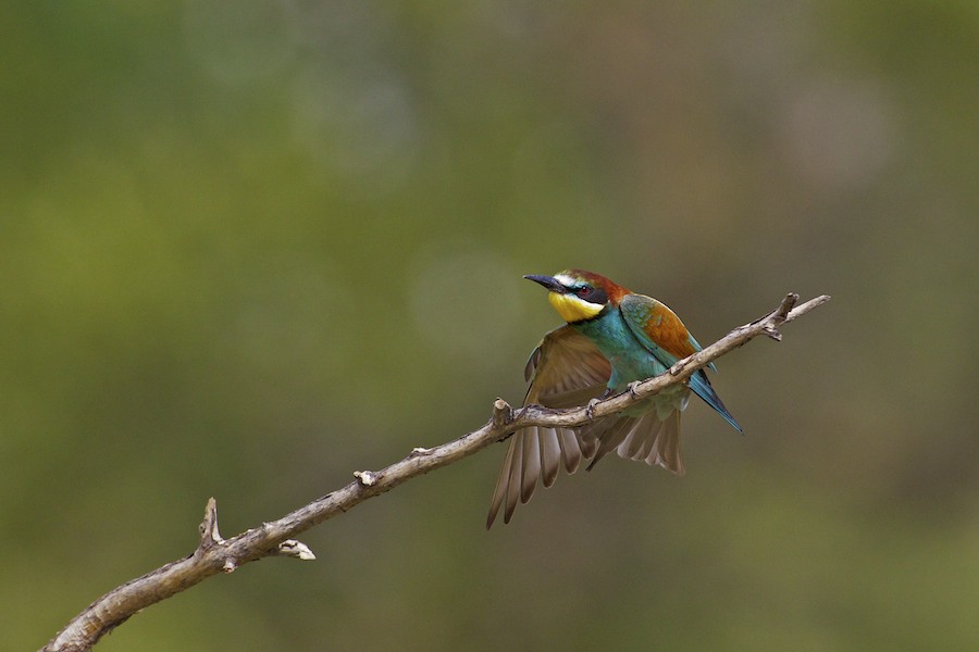 Bee Eater 6
